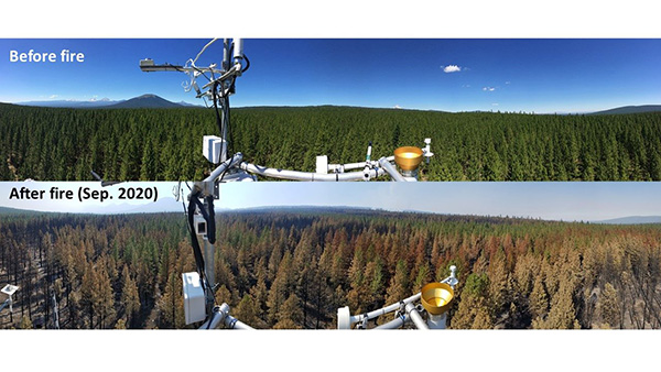 Panorama view from a flux tower installation, comparing before and after a fire at US-Me2.  Capture date: 2020 Location: Oregon. (Image credit: Chad Hanson)  