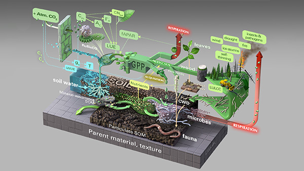 Diagram showing the responses of a general ecosystem to the effects of increased atmospheric CO2. The effects start at the physiological scale on the left side and cascade through ecosystem processes of increasing scale from left to right. Solid arrows represent carbon flows and dashed arrows represent an influence of one process on another. Looped feedbacks through the plant and soil system can be seen. (Image credit: Victor Leshyk and Walker et al., 2021) 