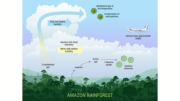 Near the surface over the Amazon rainforest, aqueous and cloud chemistry causes formation of isoprene epoxydiol SOA (IEPOX-SOA). But in the upper troposphere at 10-14 km altitudes, this chemistry is shut off due to lack of liquid water and highly viscous SOA. In-plant biochemistry and/or surface chemistry causes the release of methyltetrol gases. Cloud updrafts then transport the gases to the upper troposphere where they condense to form IEPOX-SOA particles at low-temperatures. This uniquely explains the IEPOX-SOA mass loadings observed by aircraft over the Amazon rainforest in the upper troposphere. These key land-atmosphere-cloud interactions are not included in current atmospheric models.  (Image credit: Nathan Johnson, PNNL)