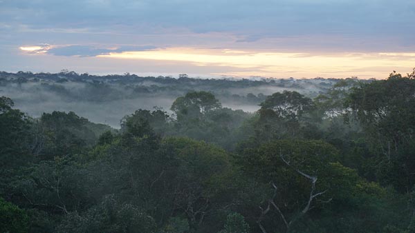 Shot of Amazon forest at dawn from ZF2 canopy tower, Manaus, Brazil. (Image credit:  Jeffrey Chambers)