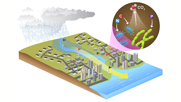 Urban land uses strongly influence microbial carbon cycling along the terrestrial-aquatic systems. This work identifies specific locations (i.e., control points) exerting strong impact on carbon biogeochemistry and to understand the interplay of molecular controls, nutrient supply, and hydrologic factors that fuel the rapid microbial carbon processing at these locations, impacting downstream coastal systems. A molecular-scale understanding is critical to accurately predicting highly dynamic urban and coastal carbon cycles. (Image credit: Nathan Johnson, PNNL)